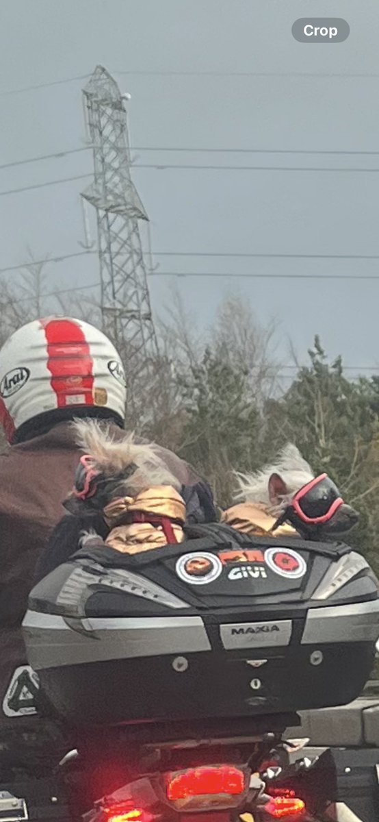 lausto's tweet photo. Epitome of cool spotted touring the roads today. https://t.co/uwBdyrzEdG