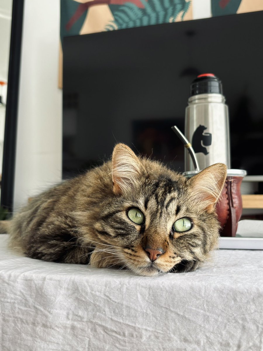 soffbr's tweet photo. 9 días fuera de casa y extraño demasiado a Tinto https://t.co/8DqzKIYrD4