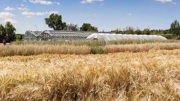 ✅ Un estudio genómico realizado por investigadores de la ETSIAAB en variedades locales de trigo en España, ha identificado nuevas regiones genómicas que podrían influir en la calidad de la #harina.

etsiaab.upm.es/?id=CON15472&p… 

#investigaETSIAAB