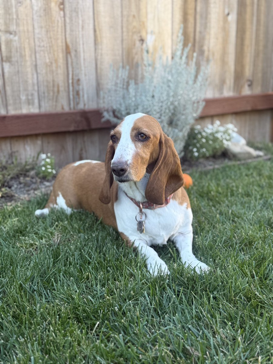 Lacey 🐾 (@bassetlacey) on Twitter photo 