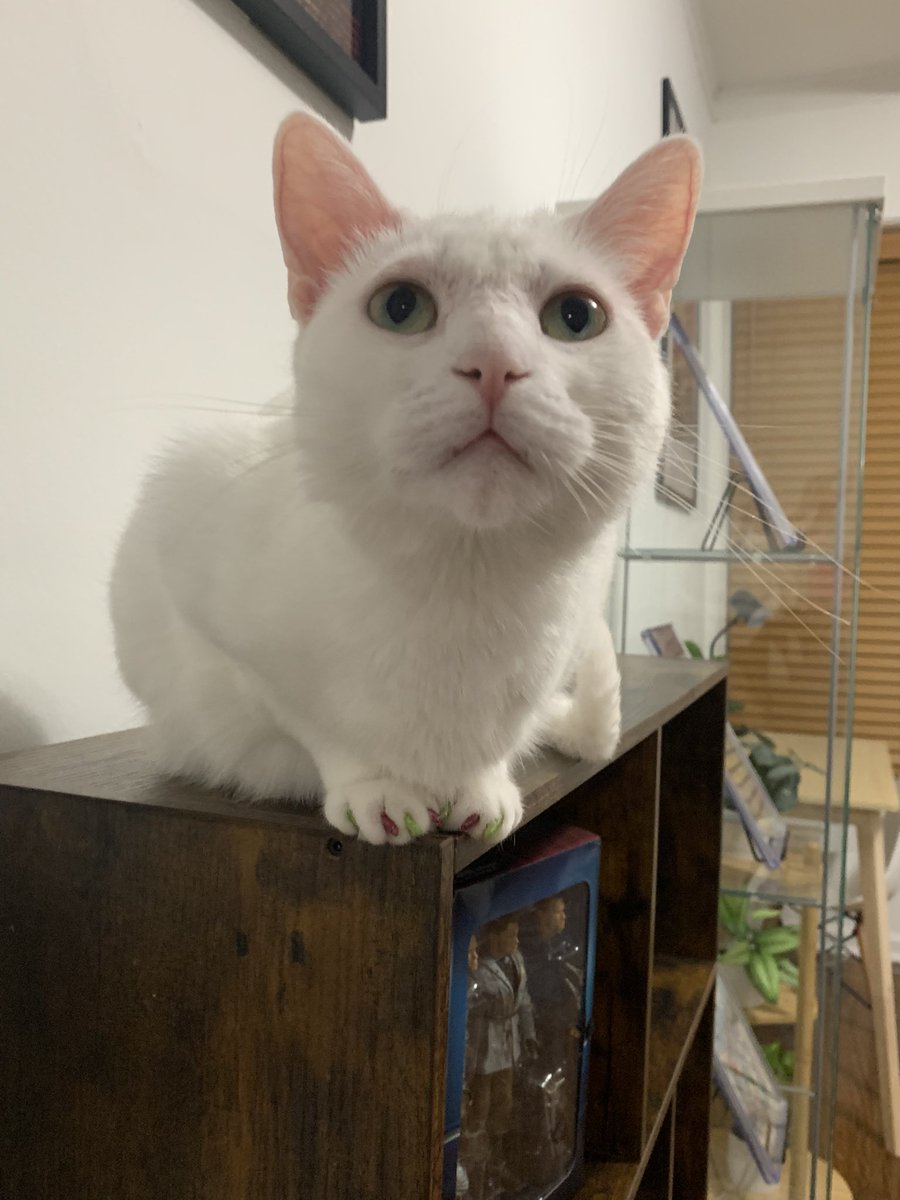 Osu16Bit's tweet image. 🥰💕🐈