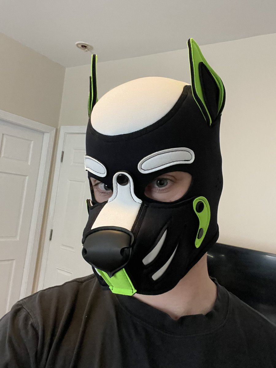 Pup Boro 🦝➡️ANE tweet media