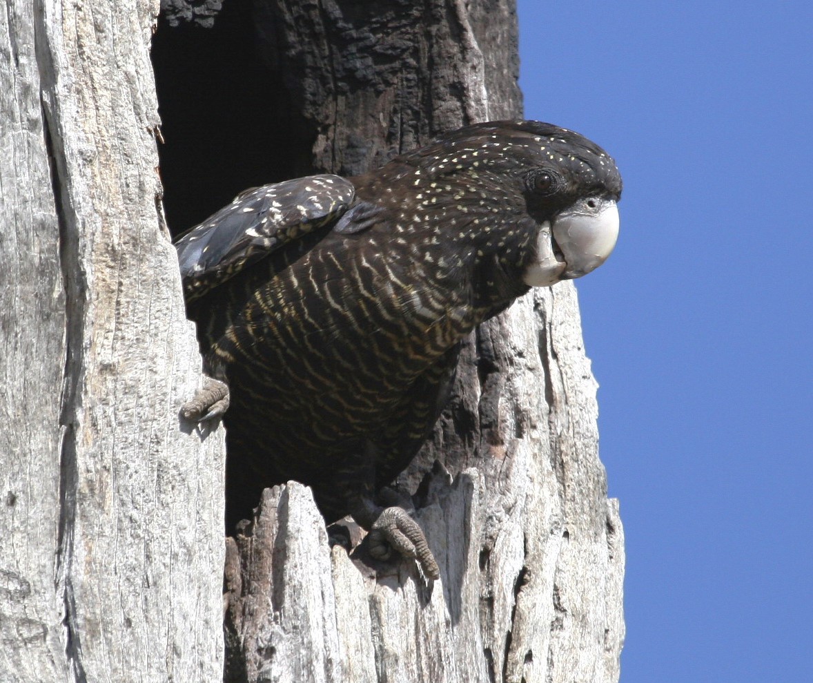 Don’t let illegal firewood mess my nest! The endangered South-eastern red-tailed black cockatoo relies on nesting hollows, many of which are destroyed by firewood theft. Taskforce Ironbark aims to disrupt commercial firewood theft from public land. Go to bit.ly/3YttucR