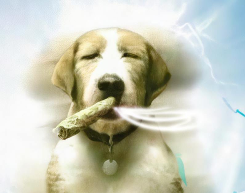 <a href="/DamnerLFG/">Damner</a> Just me and this $flow state dog. Pretty chill dog ngl 

@flowctosol 

9sDupu8bCUL9ykNwaLknZ7KRjuv3RMnAzshQni9Epump