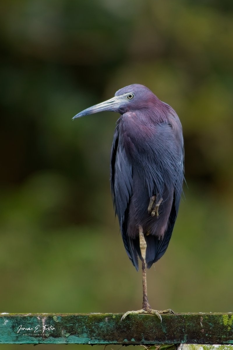 Jerome E. Foster Photography 🇯🇲 🇹🇹 🇱🇨 tweet media