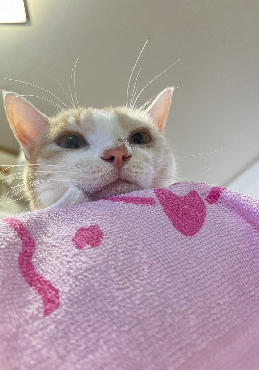 おばにき🌸さくねこ(39Color)🐈 (@Baniki_Sakuneko) / Posts / X