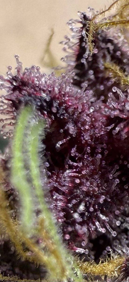 jmo22966085's tweet photo. #ForbiddenJelly #PlantGuyCo 😜 https://t.co/f3ihXdJwf3