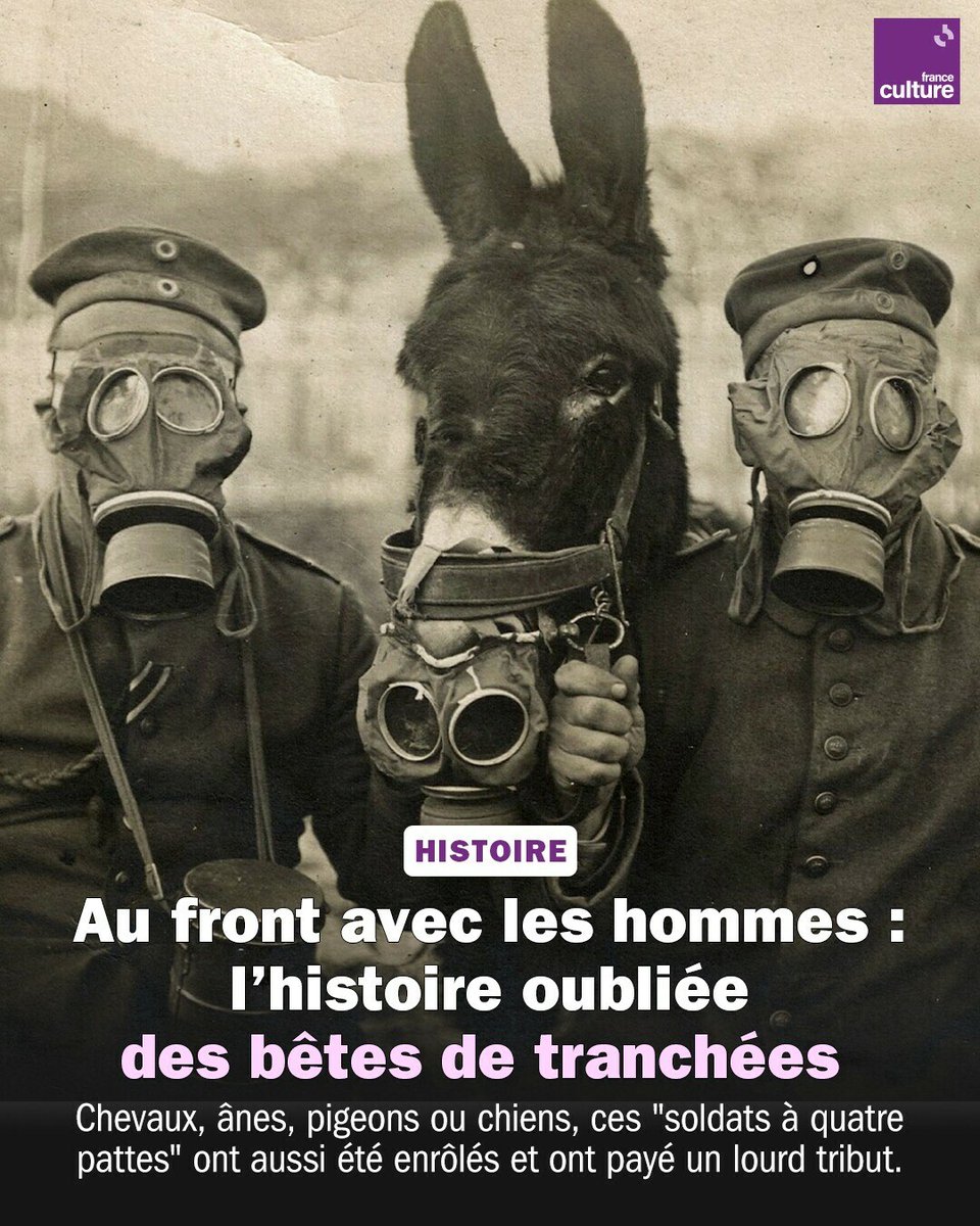 11 millions d’équidés, 100 000 chiens, 200 000 pigeons : enrôlés en masse pour la Grande Guerre, ils ont porté, tiré, secouru... et payé un lourd tribut.
➡️ l.franceculture.fr/5HT