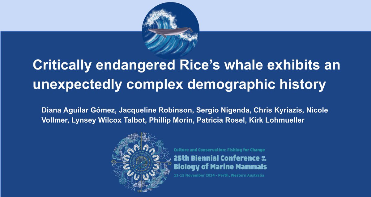 Come to my talk at #SMM2024 to learn about the Rice’s whales 🐋 
Ecology and evolution-Genetics session 1:30pm (my talk is 2:18pm)  Bellevue ballroom 1