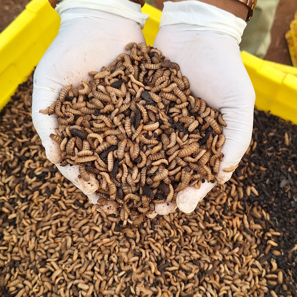 3 Benefits of #BlackSoldierFly Farming (BSF)

Waste management – BSFL reduce environmental impact of waste disposal 

Animal feed - #BSFL is a good protein source for livestock. 

Organic fertilizer - BSF frass can be used as a fertilizer to improve soil health and plant growth
