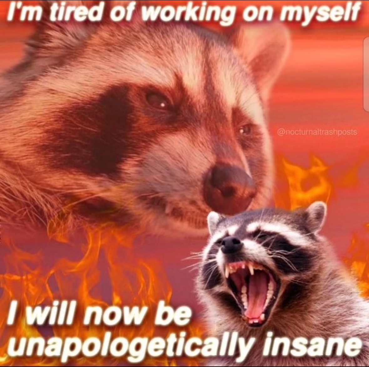 raccoonesthetic's tweet image. 