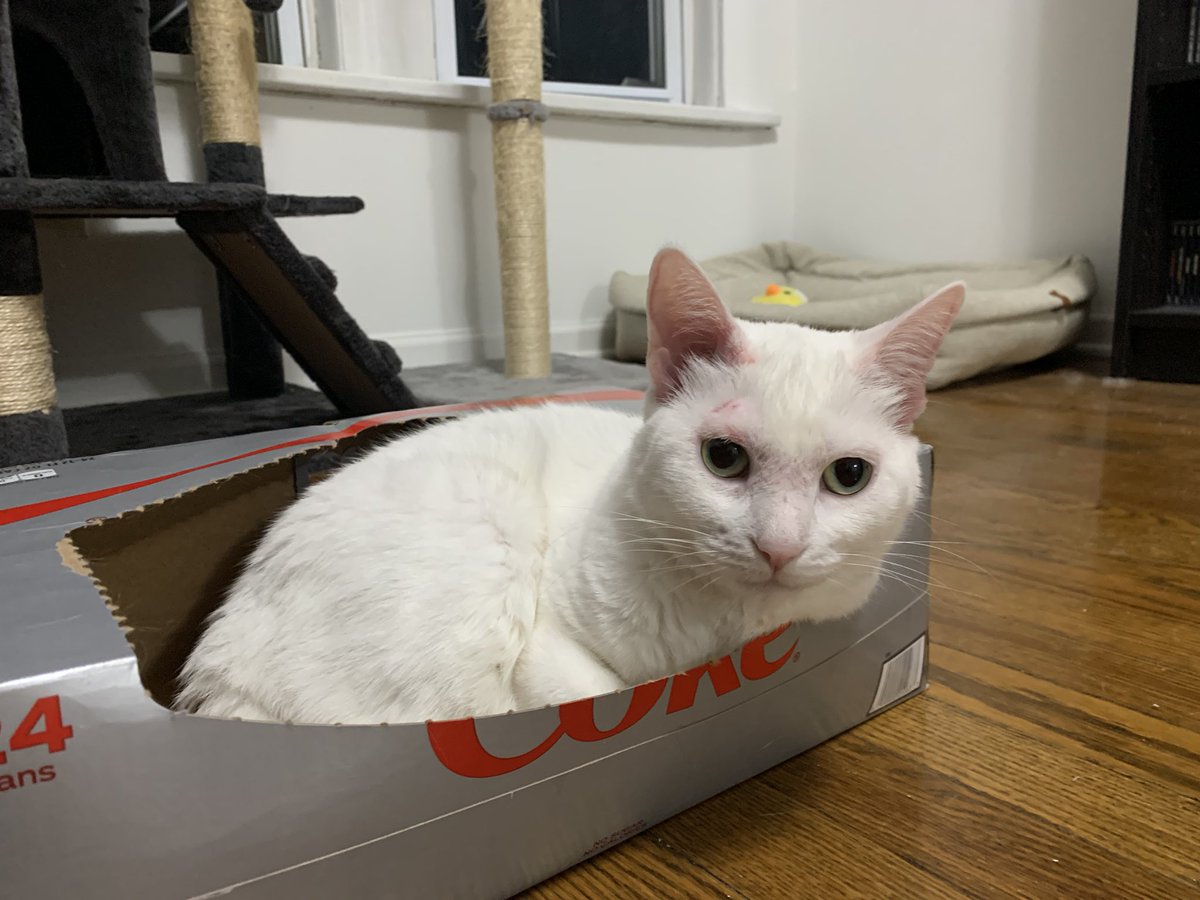 Osu16Bit's tweet image. 🥰🐈😺