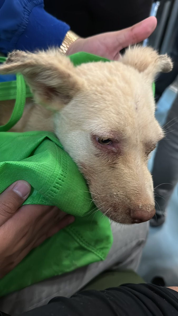 Ludvick9's tweet photo. Hace más de un año rescaté a un perro de la calle, le puse Lucci. Tenía moquillo muy avanzado y no estuvo conmigo más de dos días. Lo tuve que mandar a dormir. Al día de hoy me sigue doliendo, lo extraño todos los días y me pregunto cómo habría sido tenerlo aquí conmigo. Textraño https://t.co/xXgWTcVPRc