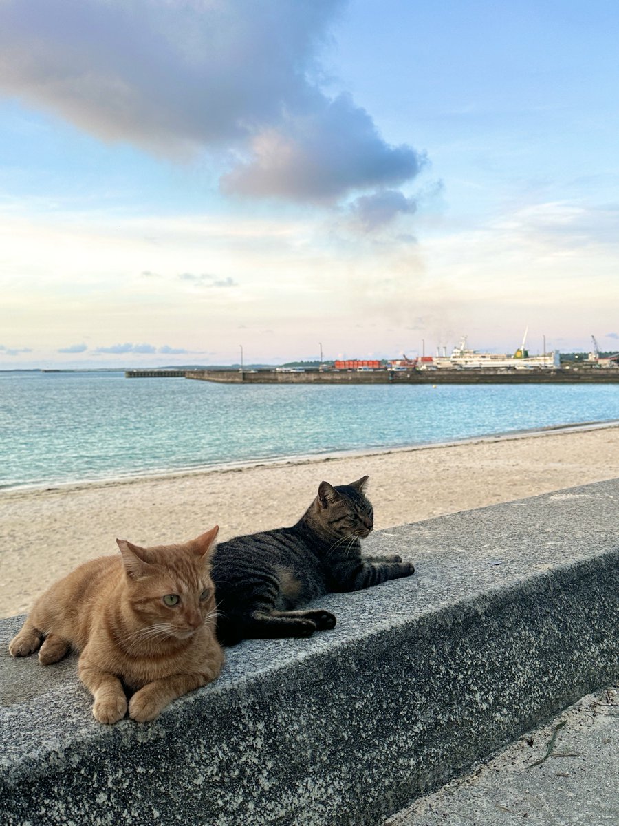 海ねこ🌊 https://t.co/vR0zLlo2Ol