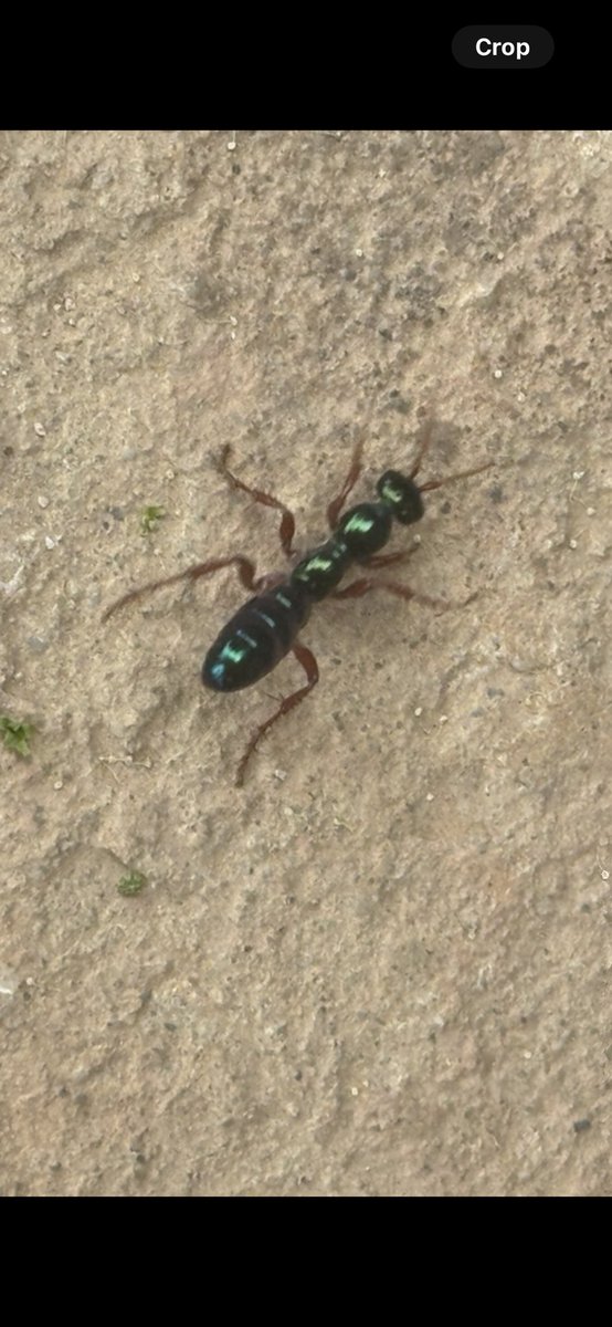 What sort of amazing bright blue-green ant is this?
