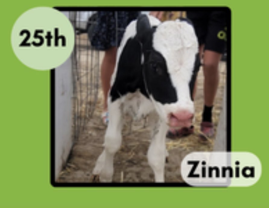 mrsishamscience's tweet photo. Zinnia finished in 25th place (out of 81). Thank you to those who voted! https://t.co/cUndqct0V7