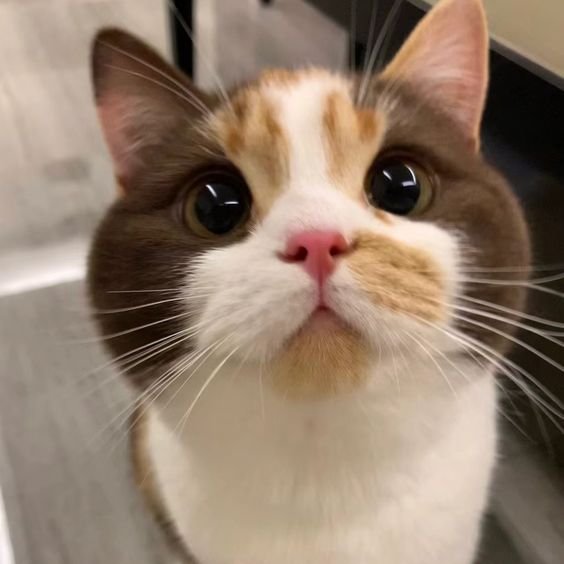 catsasricky's tweet photo. https://t.co/OrtT1X0xQe
