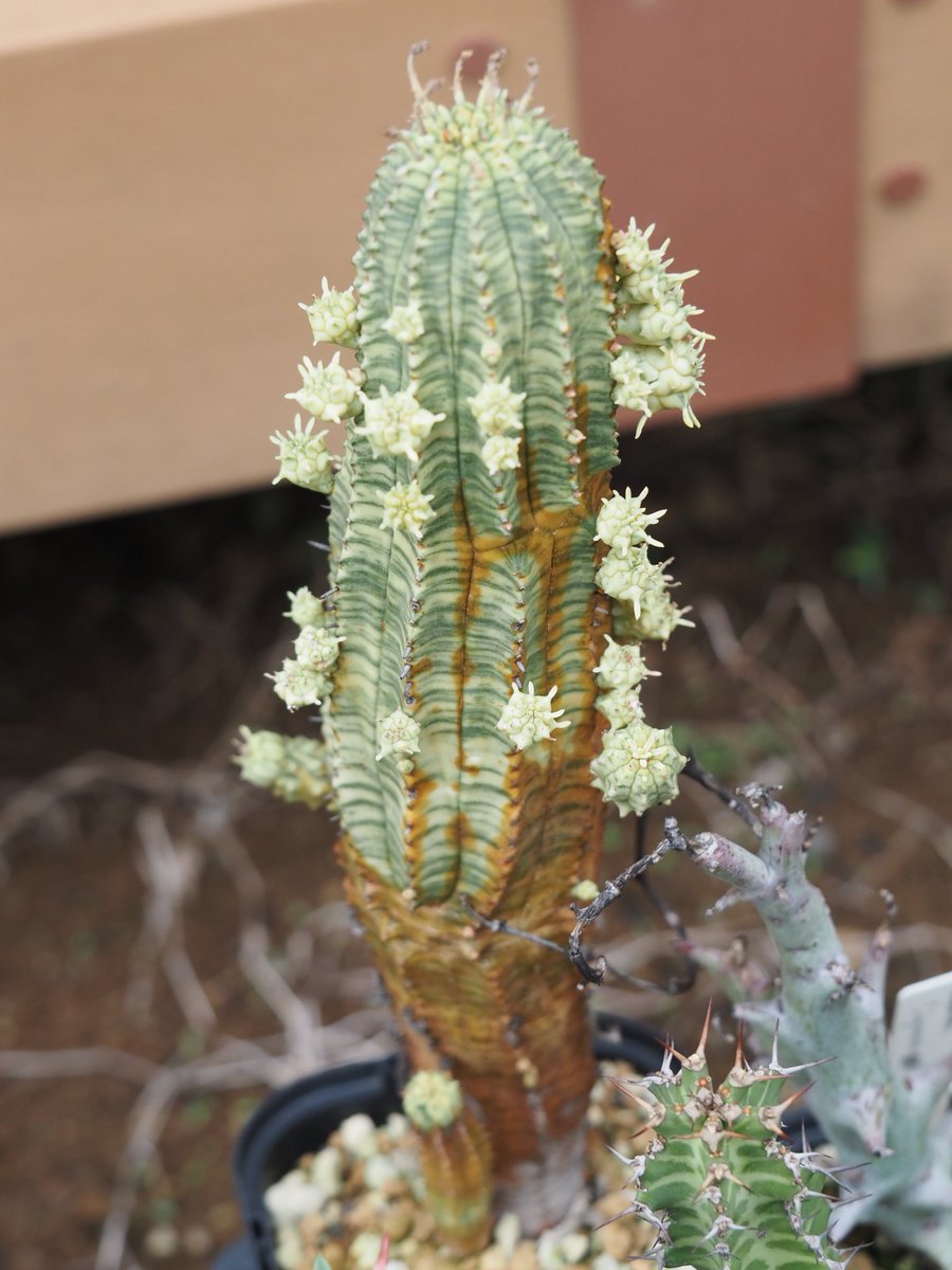 Euphorbia 魔紅キリン錦 直射日光と雨ざらしになったところ子吹きし