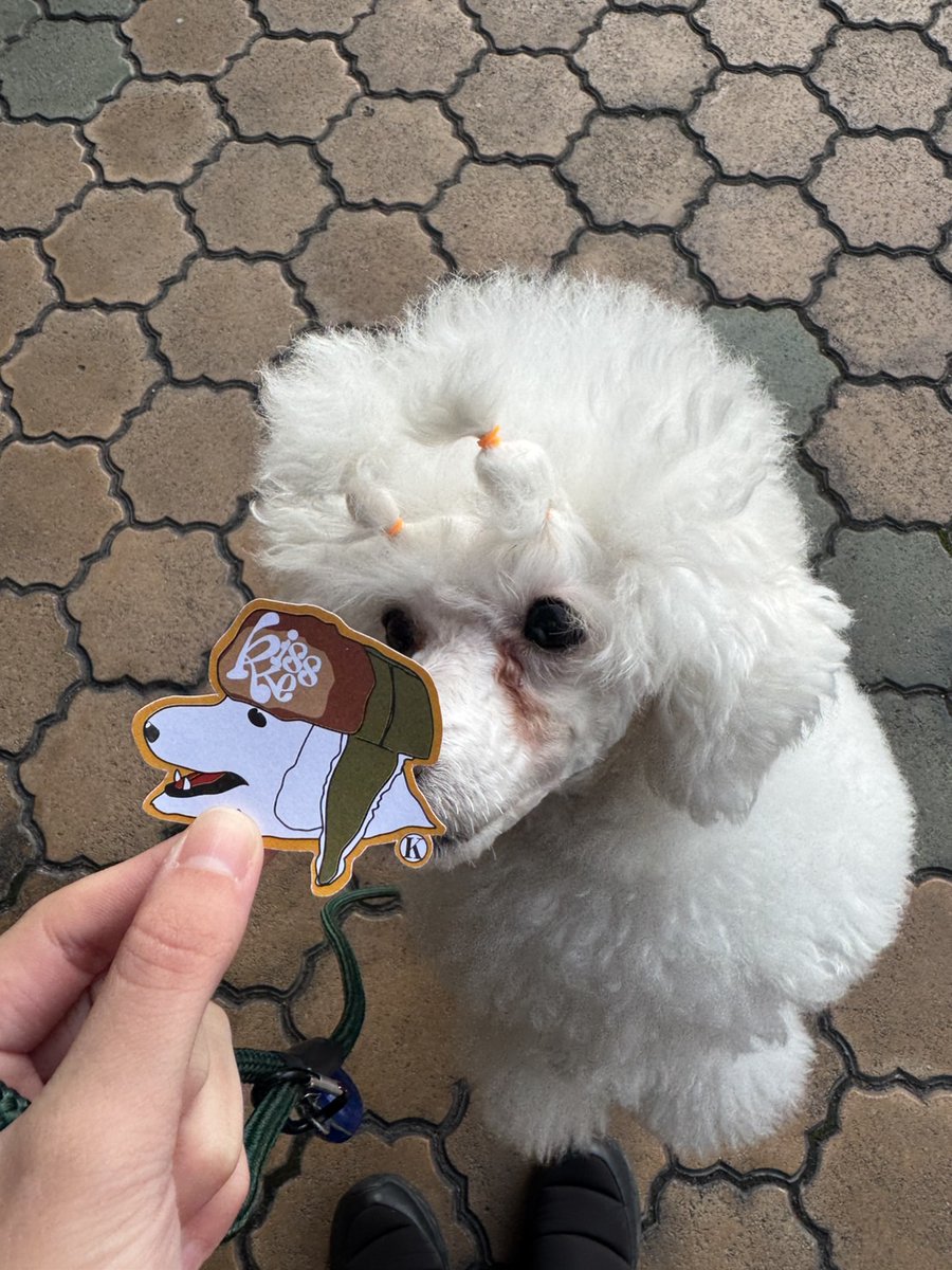 anabukidogs's tweet photo. #スタッフ犬きすけ 
またまたグッズ化✨

学生さんがきすけのカッコいいステッカー作ってくれました！
🔻動画でみる！
https://t.co/PpiM73ZDFR

#スキ進め
#動物看護師 #愛玩動物看護師 #トリマー #グルーマー https://t.co/3udguxDx8k