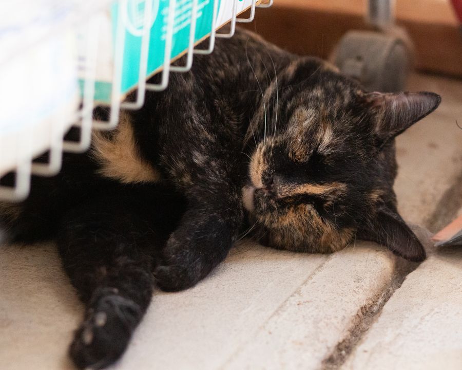 Whiskers 'N' Wishes Sanctuary tweet media