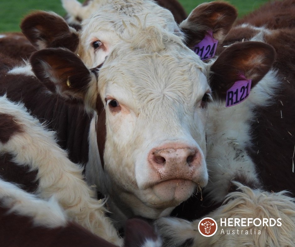 Hereford - A testament to longevity and fertility through every season