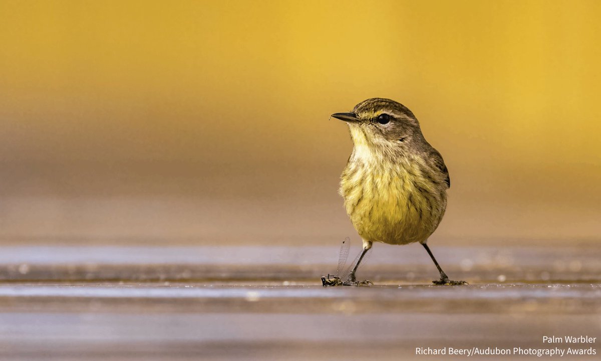 Two New Haven parks just got a #BirdFriendly boost! Last month, Audubon Connecticut and partners retrofitted ranger stations in East Rock Park and Edgewood Park with window decals to discourage bird collisions. Read more about these important improvements: bit.ly/4hCzZTu
