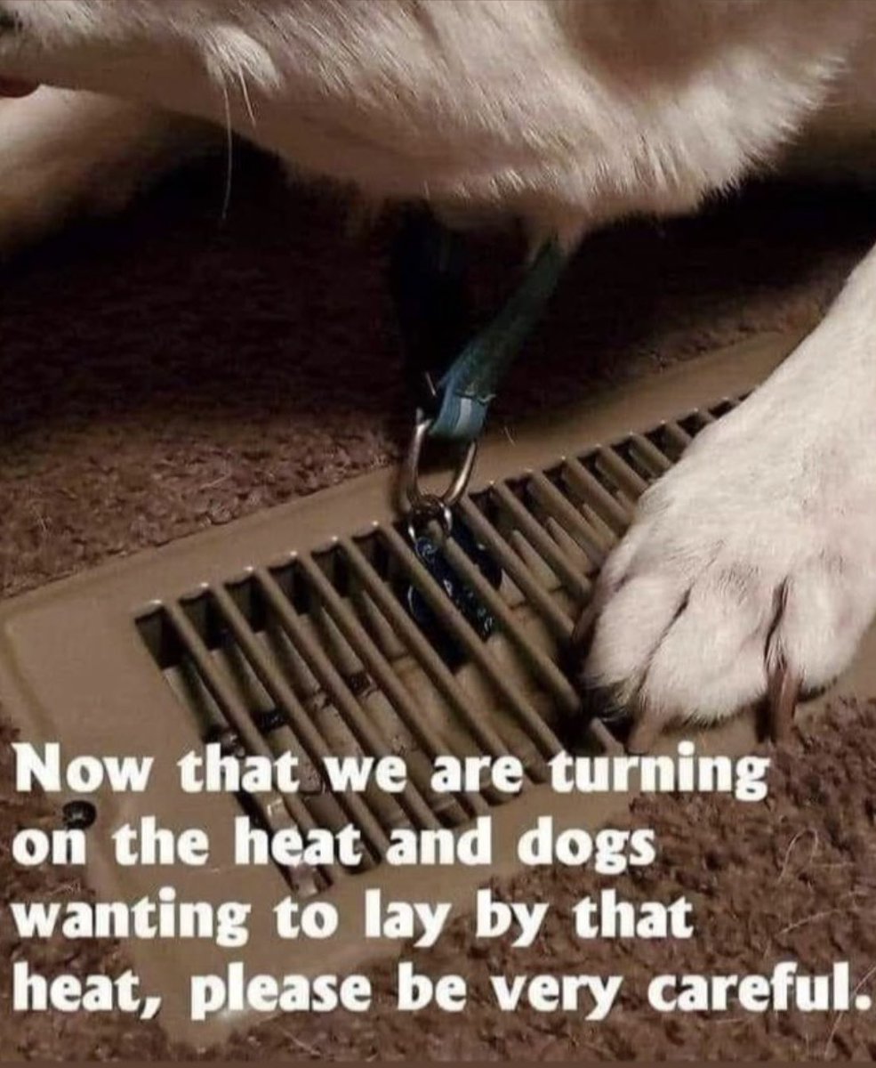 Caution⚠️
Keep an eye on dogs and cats as we transition to winter.