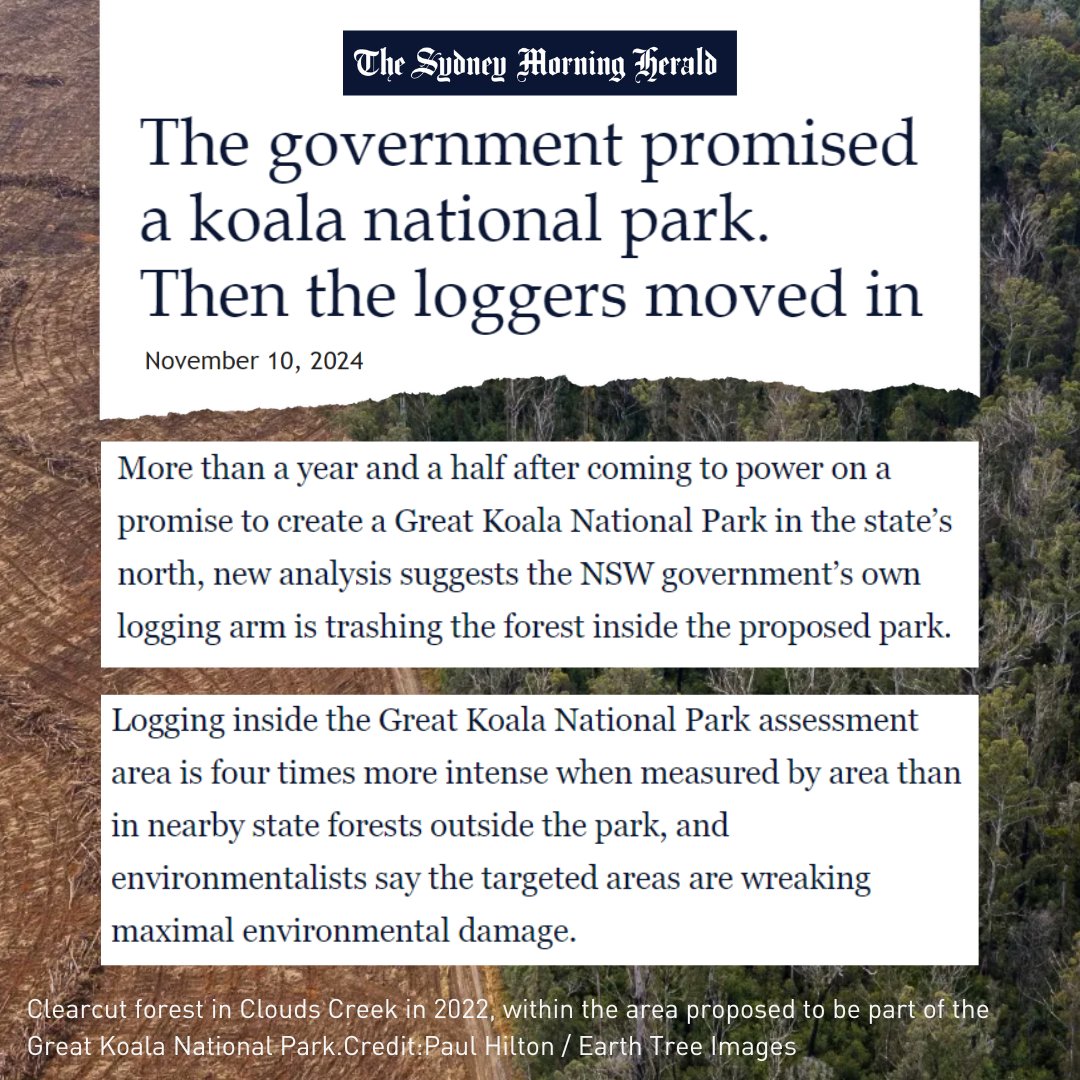 New article in <a href="/smh/">The Sydney Morning Herald</a> - the Great Koala National Park, promised by the NSW Labor govt, is meant to protect forests home to ~1 in 5 wild koalas in NSW #auspol #climate

The govt now seeks to monetise the forests through carbon credits, delaying action 🧵

smh.com.au/environment/co…