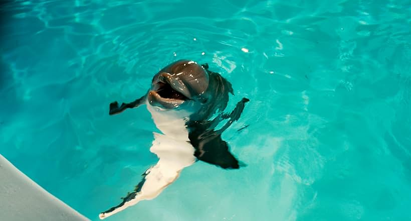Winter_Dolphins's tweet photo. Did you know?
They made 2 movies about Winter.
With the first movie doing ~$95M, each of them captured the hearts and minds of a generation.
Who would've thought a dolphin with a prosthetic fin could create such an impact?
#DolphinTale #DolphinTale2 https://t.co/7azzGmDYga