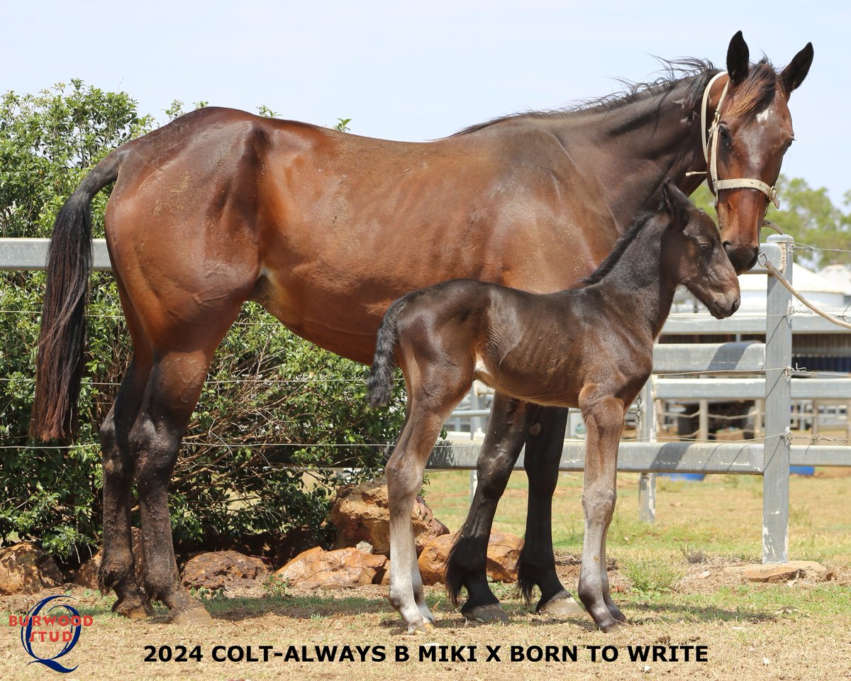 Burwood Stud (@studburwood) on Twitter photo Number 105!! And it's a Colt!!ππ
New-comer BORN TO WRITE delivered this sweet colt by ALWAYS B MIKI for Tim & Riley Butt Racing <a href="/TRButtRacing/">Tim & Riley Butt Racing</a>
<a href="/Alabarfarms/">Alabar Farms</a> Number 105!! And it's a Colt!!ππ
New-comer BORN TO WRITE delivered this sweet colt by ALWAYS B MIKI for Tim & Riley Butt Racing <a href="/TRButtRacing/">Tim & Riley Butt Racing</a>
<a href="/Alabarfarms/">Alabar Farms</a>