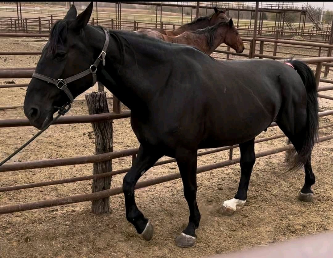 andywalker199's tweet image. These horses have till 9pm MONDAY to be saved 

All info is in the audio of their videos 
-draft mares are bred to a roan draft stud 
-sorrel mare is gentle broke 
-bay STB rides and drives 
-black STB drives