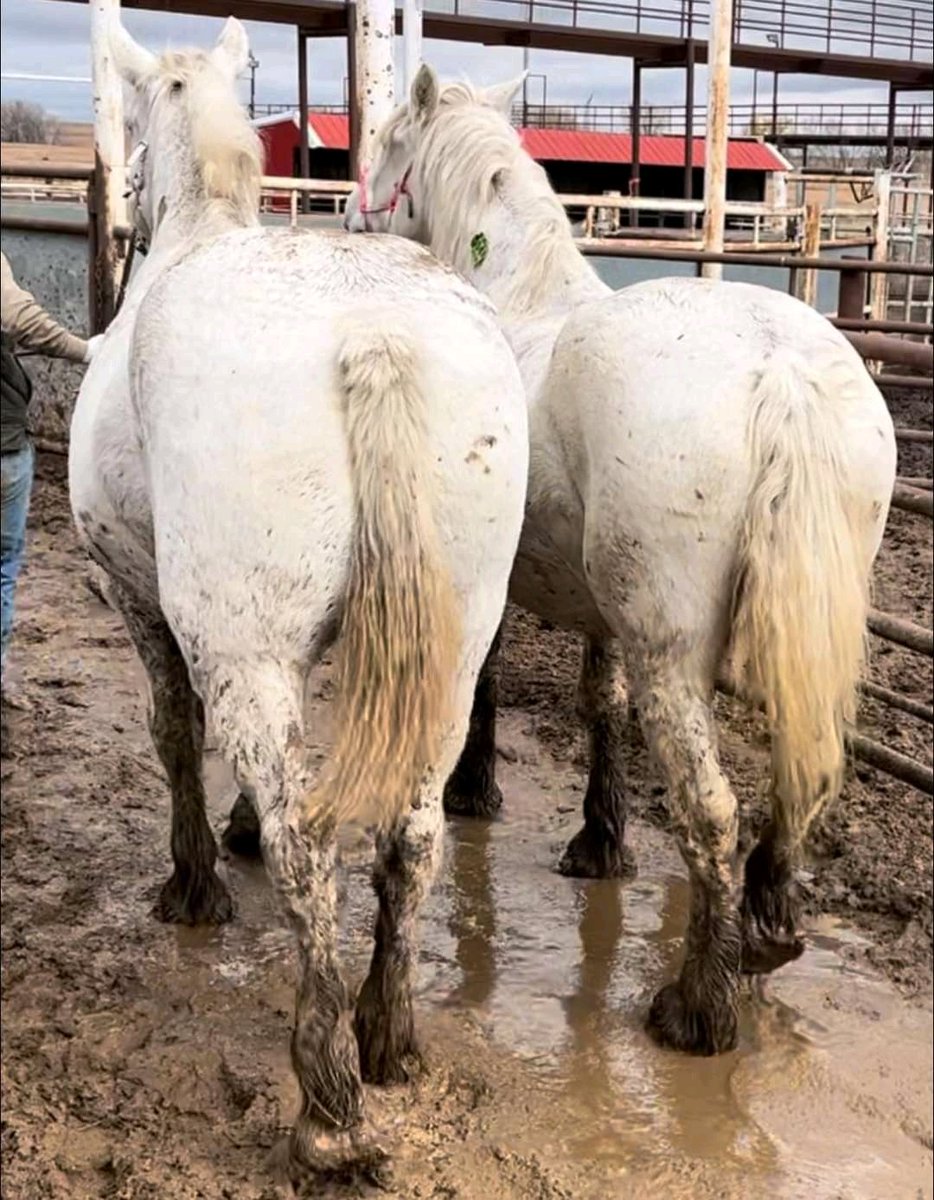 andywalker199's tweet image. These horses have till 9pm MONDAY to be saved 

All info is in the audio of their videos 
-draft mares are bred to a roan draft stud 
-sorrel mare is gentle broke 
-bay STB rides and drives 
-black STB drives