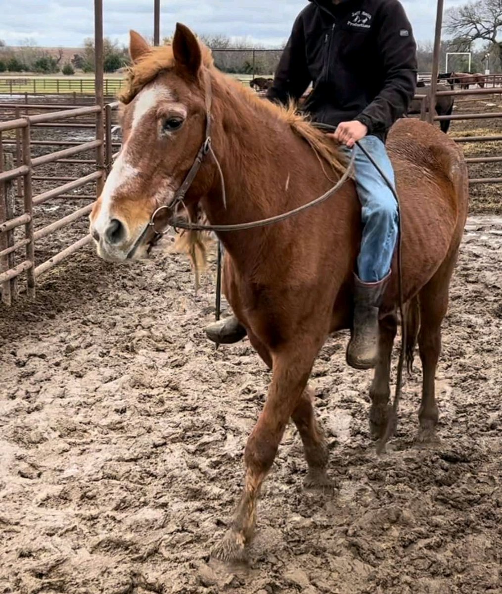 andywalker199's tweet image. These horses have till 9pm MONDAY to be saved 

All info is in the audio of their videos 
-draft mares are bred to a roan draft stud 
-sorrel mare is gentle broke 
-bay STB rides and drives 
-black STB drives