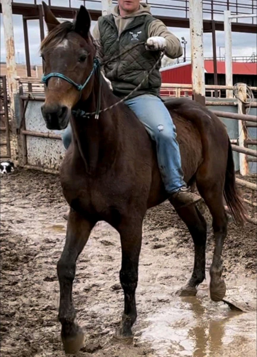 andywalker199's tweet image. These horses have till 9pm MONDAY to be saved 

All info is in the audio of their videos 
-draft mares are bred to a roan draft stud 
-sorrel mare is gentle broke 
-bay STB rides and drives 
-black STB drives