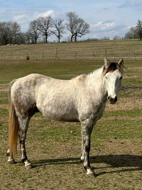 andywalker199's tweet image. Chance is back from training.  He is broke, saddled and ready to ride for an experienced rider.  Chance is a 5-6 year old quarter horse gelding and stands a little under 15 hands.  He is up to date on vaccines.  He picks up his feet well, loads easily,  and currently has shoes on