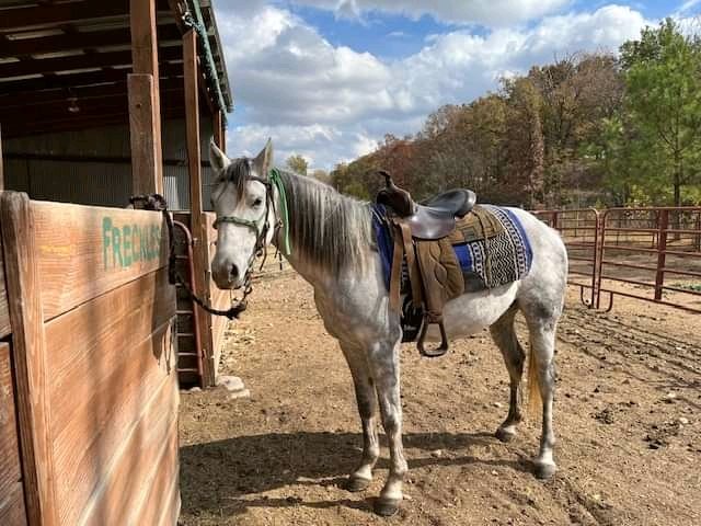 andywalker199's tweet image. Chance is back from training.  He is broke, saddled and ready to ride for an experienced rider.  Chance is a 5-6 year old quarter horse gelding and stands a little under 15 hands.  He is up to date on vaccines.  He picks up his feet well, loads easily,  and currently has shoes on