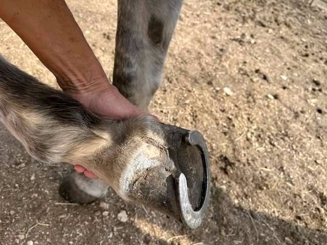 andywalker199's tweet image. Chance is back from training.  He is broke, saddled and ready to ride for an experienced rider.  Chance is a 5-6 year old quarter horse gelding and stands a little under 15 hands.  He is up to date on vaccines.  He picks up his feet well, loads easily,  and currently has shoes on