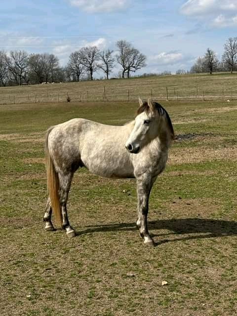 andywalker199's tweet image. Chance is back from training.  He is broke, saddled and ready to ride for an experienced rider.  Chance is a 5-6 year old quarter horse gelding and stands a little under 15 hands.  He is up to date on vaccines.  He picks up his feet well, loads easily,  and currently has shoes on