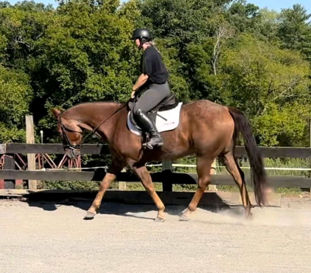 andywalker199's tweet image. Joey is a flashy 8 yo, 15.2hh registered red roan QH gelding. He does it all! He has tons of trail mileage and will cross anything and go through any terrain. Very sure footed and willing. He has been used to rope cattle. He goes amazing both western and English. Has just started