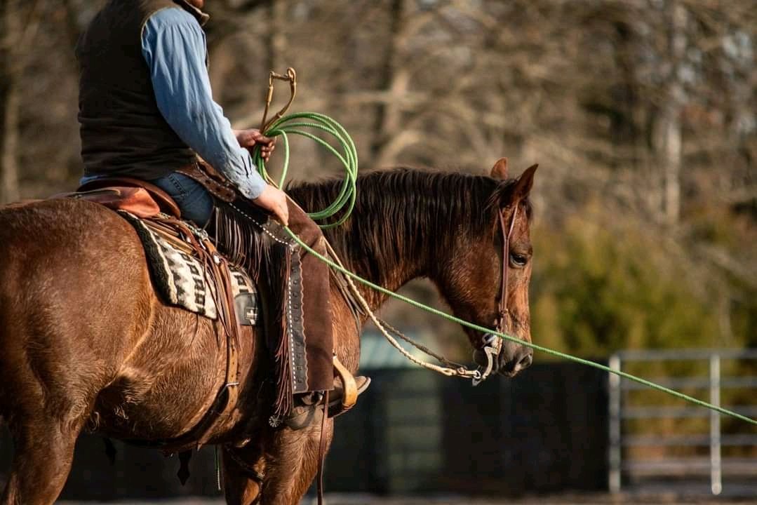 andywalker199's tweet image. Joey is a flashy 8 yo, 15.2hh registered red roan QH gelding. He does it all! He has tons of trail mileage and will cross anything and go through any terrain. Very sure footed and willing. He has been used to rope cattle. He goes amazing both western and English. Has just started