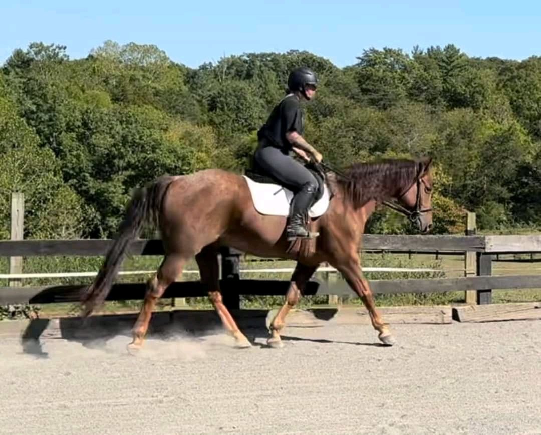 andywalker199's tweet image. Joey is a flashy 8 yo, 15.2hh registered red roan QH gelding. He does it all! He has tons of trail mileage and will cross anything and go through any terrain. Very sure footed and willing. He has been used to rope cattle. He goes amazing both western and English. Has just started