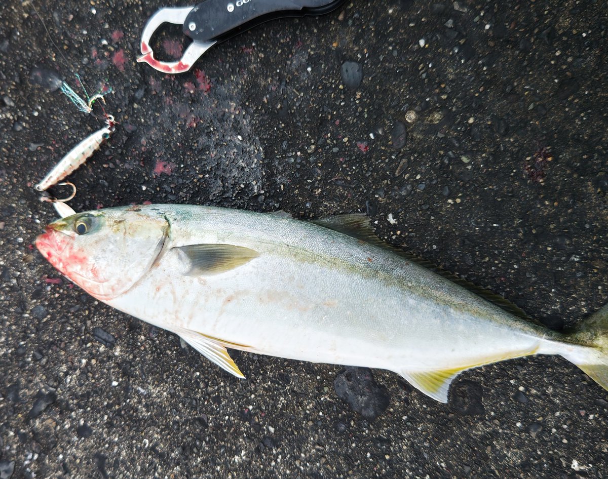 ローライトにプラチナギャルシルバーでの一匹✨

#2024年11月木村の陣
#jacksonlure
<a href="/kimso180/">キム★ソウ(木村壮大)</a>
#メタルエフェクトブレード