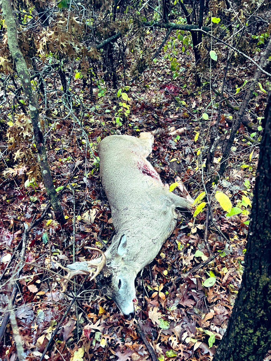 aerroTpalm's tweet photo. It was a great #MNDeer opener! @SavageArms https://t.co/RumnMR5hUz