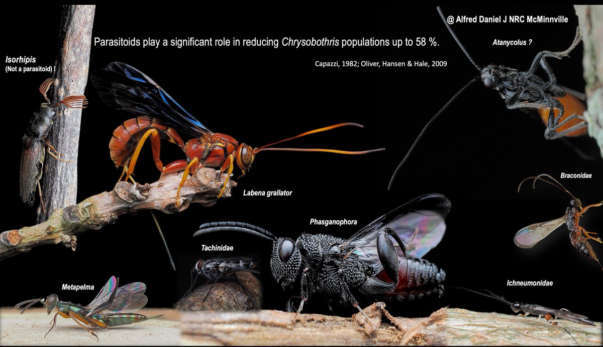 ALFRED DANIEL J (דָּנִיֵּאל) (@danieljalfred1) on Twitter photo Thrilled to present at <a href="/EntCollNet/">Entomological Collections Network</a> on how our <a href="/TSUedu/">Tennessee State University</a> collection aids in solving ag challenges. Best conference yet! Huge thanks to #ECN2024, <a href="/parasitoidrex/">Jessica Awad</a> Jessica Awad & <a href="/KressleinLuke/">Luke Kresslein</a> for organizing the symposium. Grateful for the chance to connect with incredible taxonomists Thrilled to present at <a href="/EntCollNet/">Entomological Collections Network</a> on how our <a href="/TSUedu/">Tennessee State University</a> collection aids in solving ag challenges. Best conference yet! Huge thanks to #ECN2024, <a href="/parasitoidrex/">Jessica Awad</a> Jessica Awad & <a href="/KressleinLuke/">Luke Kresslein</a> for organizing the symposium. Grateful for the chance to connect with incredible taxonomists
