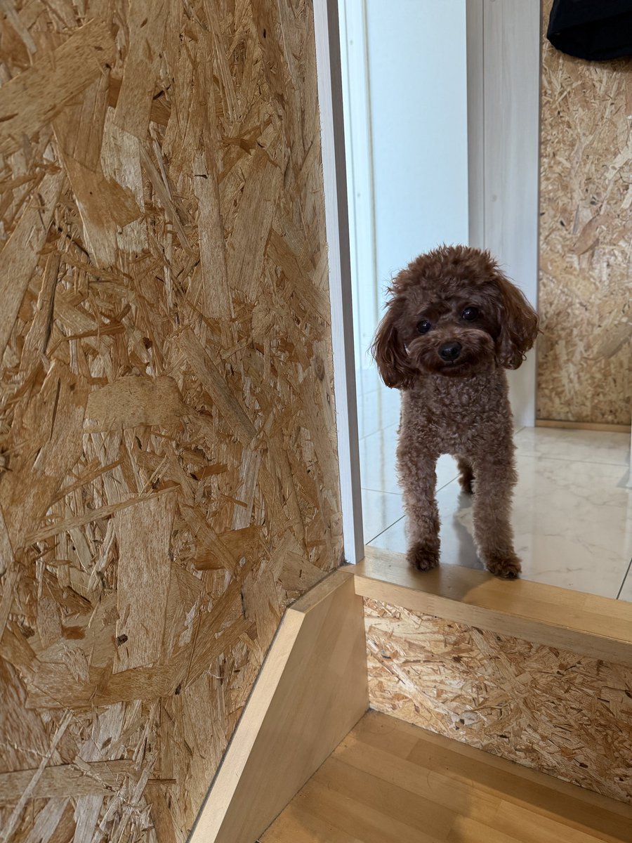 みなさんおはようございます☀

5分おきに仕事場に顔を出してくれるティティ🥰

ティティブログhappytiti.com 
#犬好きさんと繋がりたい　#犬　#いぬすたぐらむ　#犬のいる暮らし #プードル　#愛犬　#わんこ　#いぬ