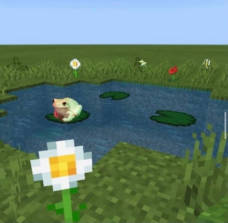 No Context Frogs (@nocontextfrogs) on Twitter photo 