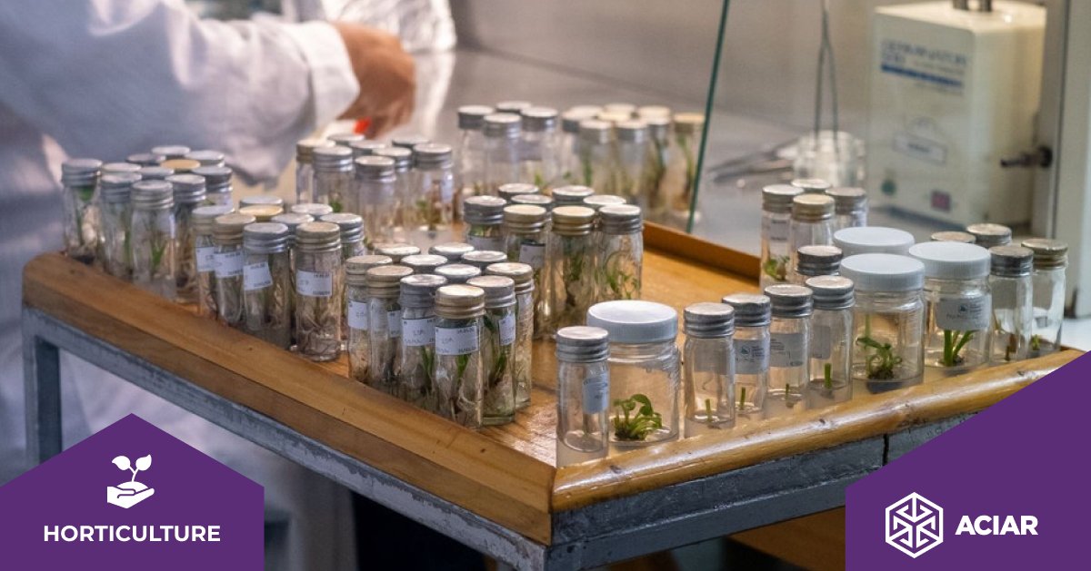 ACIARAustralia's tweet photo. 🥥 @spc_cps project in the Pacific hit important milestones during its review. A new cryopreservation lab at #CePaCT will soon open & lead conservation of coconut varieties, crucial for 5 million coastal residents facing threats like #CRB-G.
More: https://t.co/5TmyaoNBmj https://t.co/txrF6tBRug