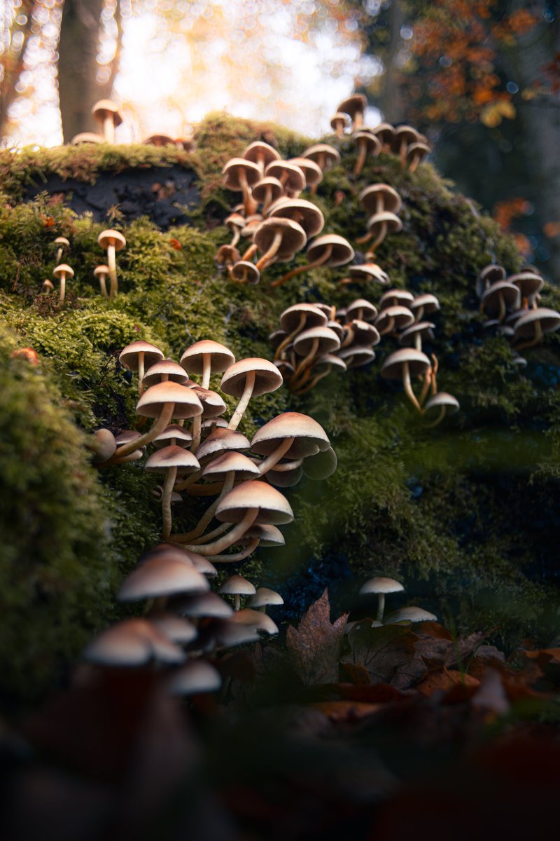 Darte Fex tweet media