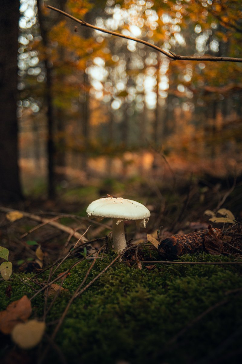 Darte Fex tweet media