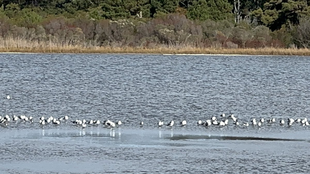 lalitkjha's tweet image. Bird watch
